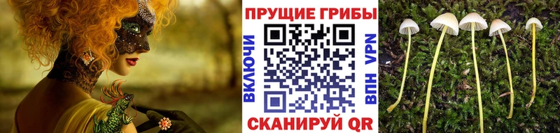 kraken tor  купить наркоту  Суоярви  Галлюциногенные грибы мицелий 
